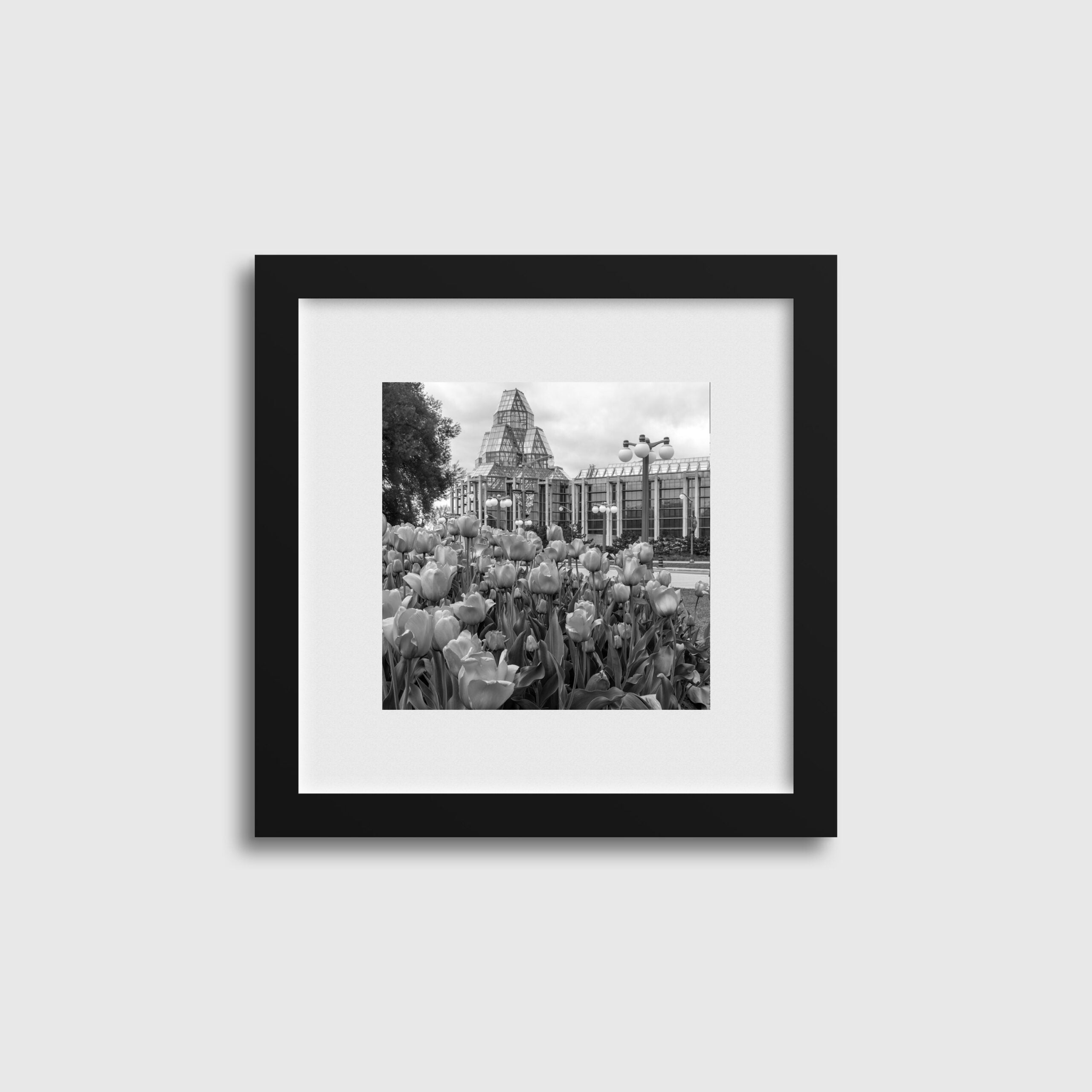 Tulips By National Gallery BW