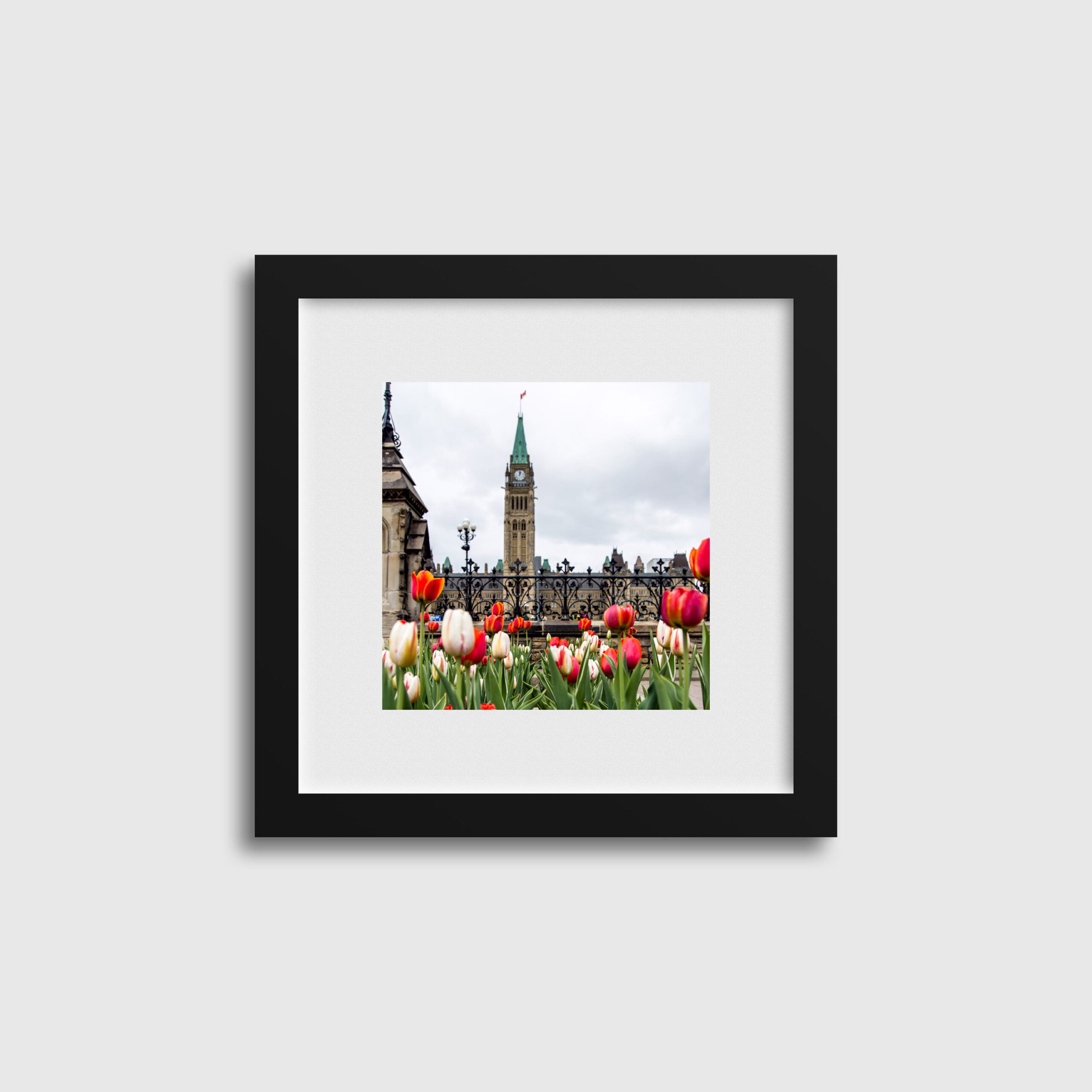 Red & White Tulips By Parliament