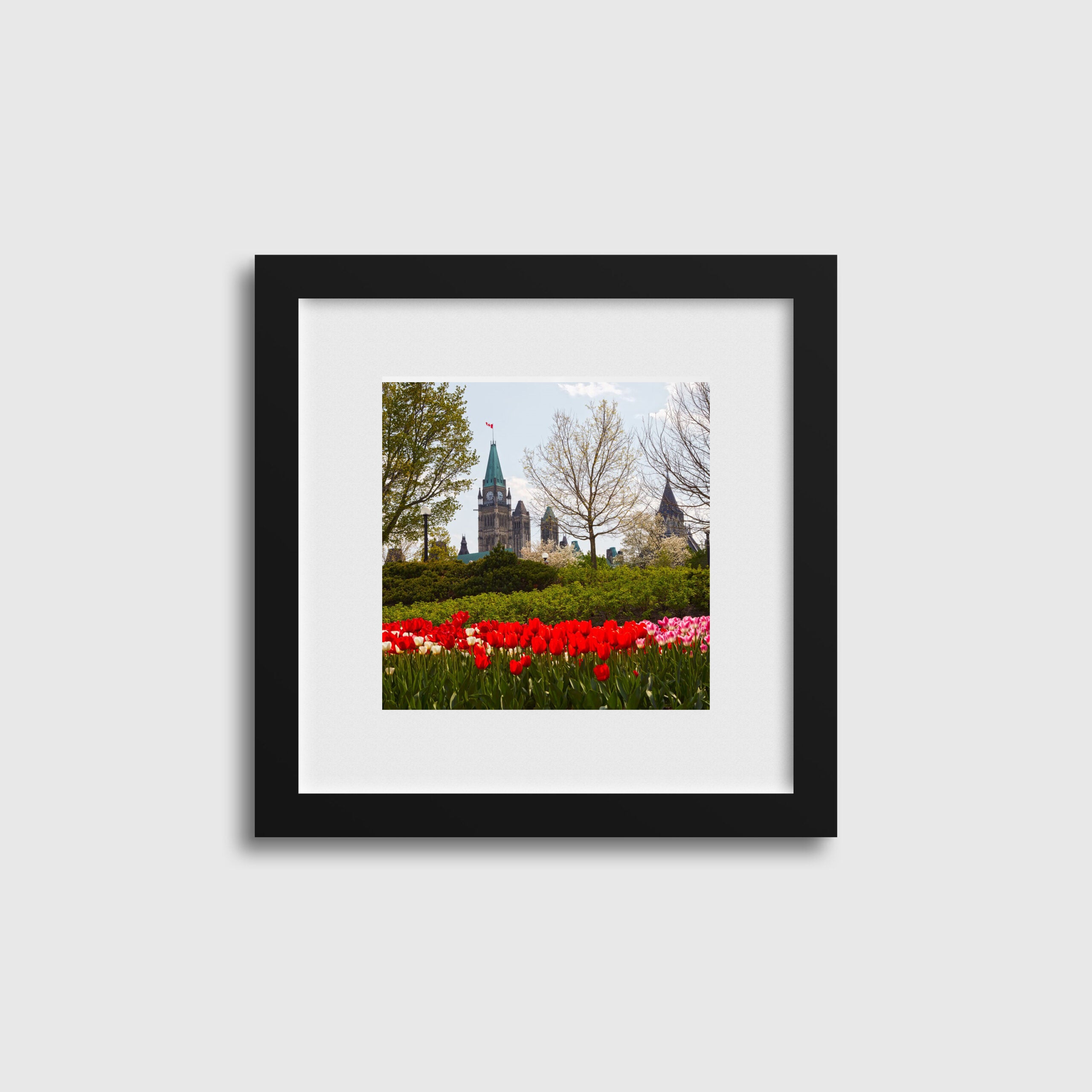 Tulips By The Peace Tower