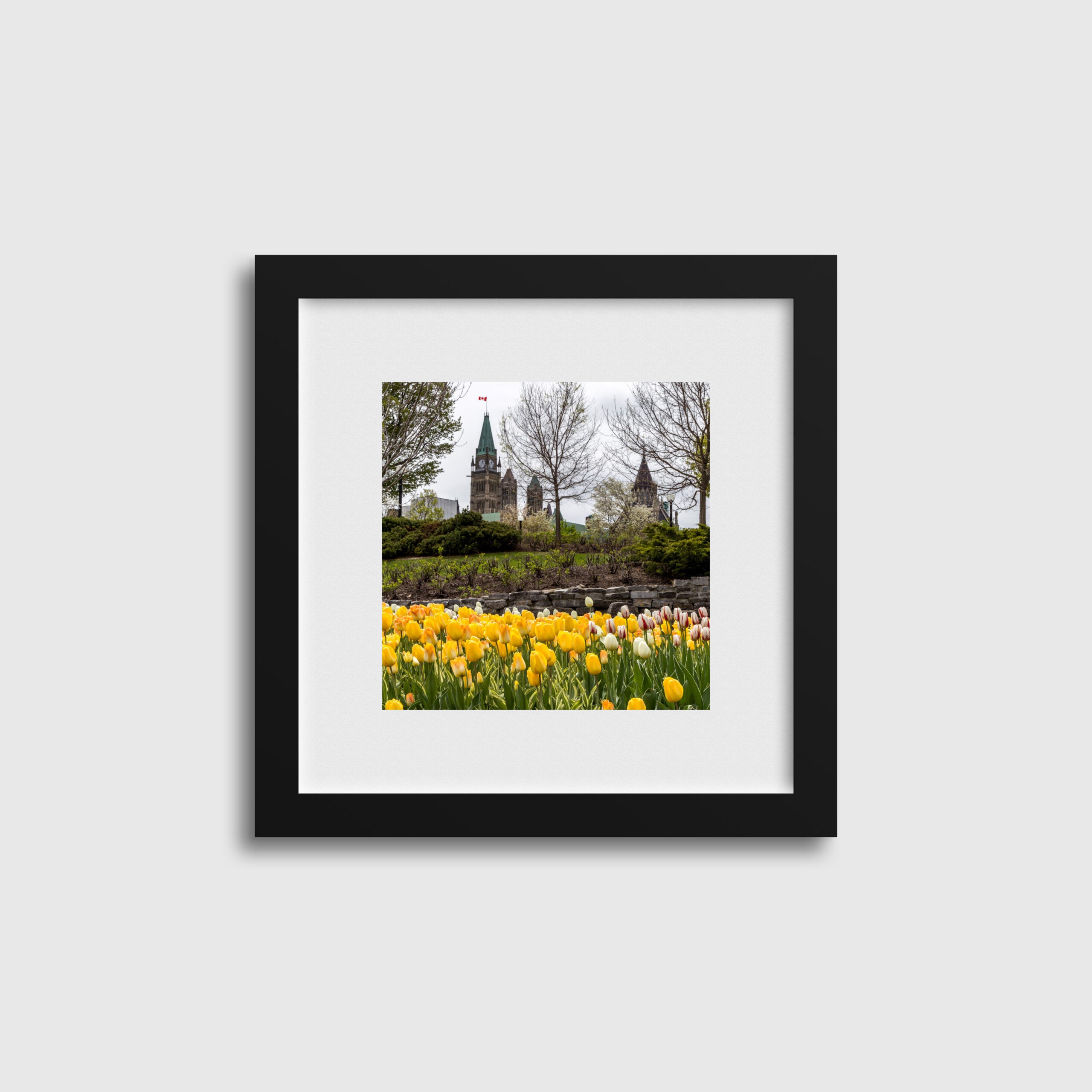 Yellow Tulips Major's Hill Park