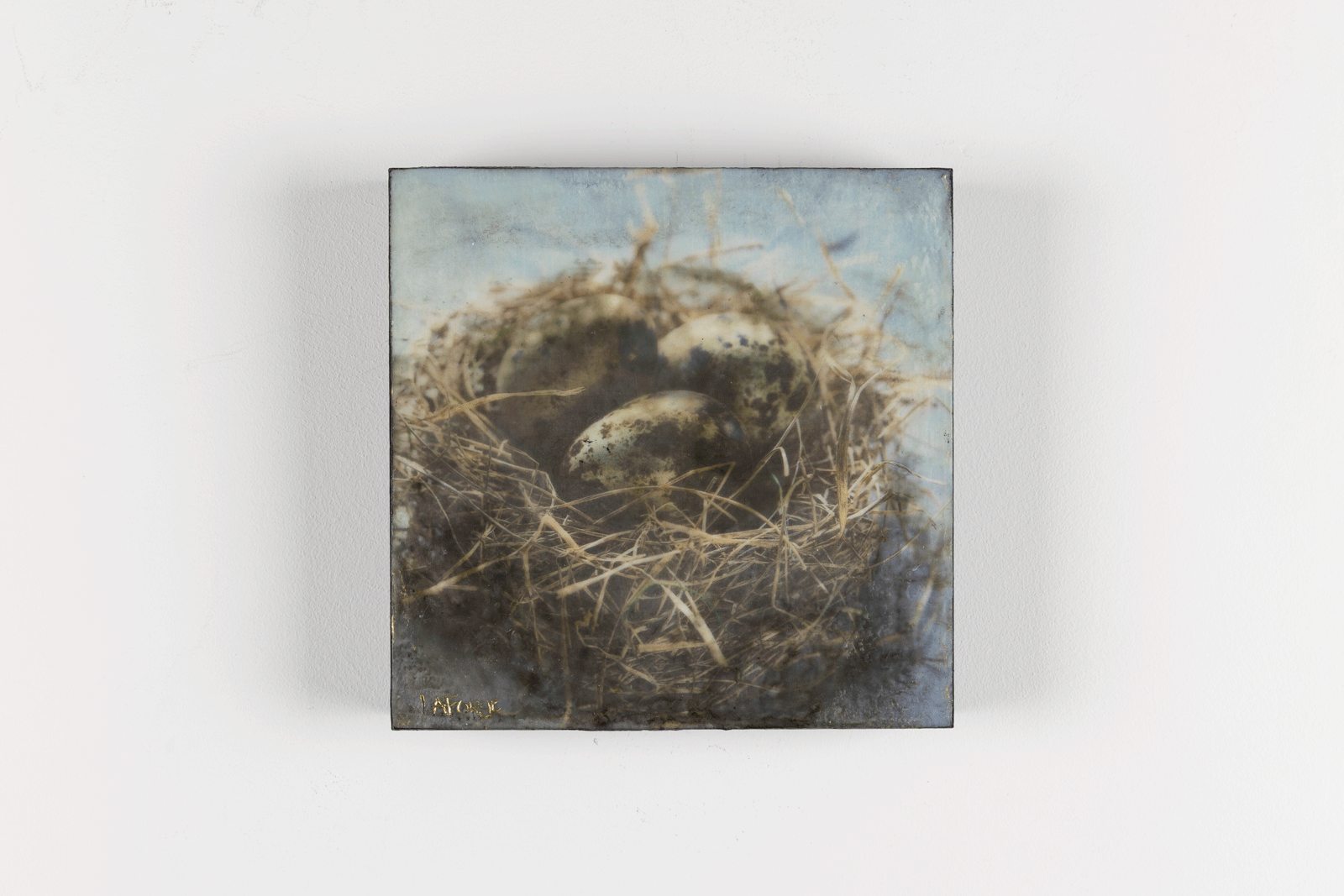 In The Nest