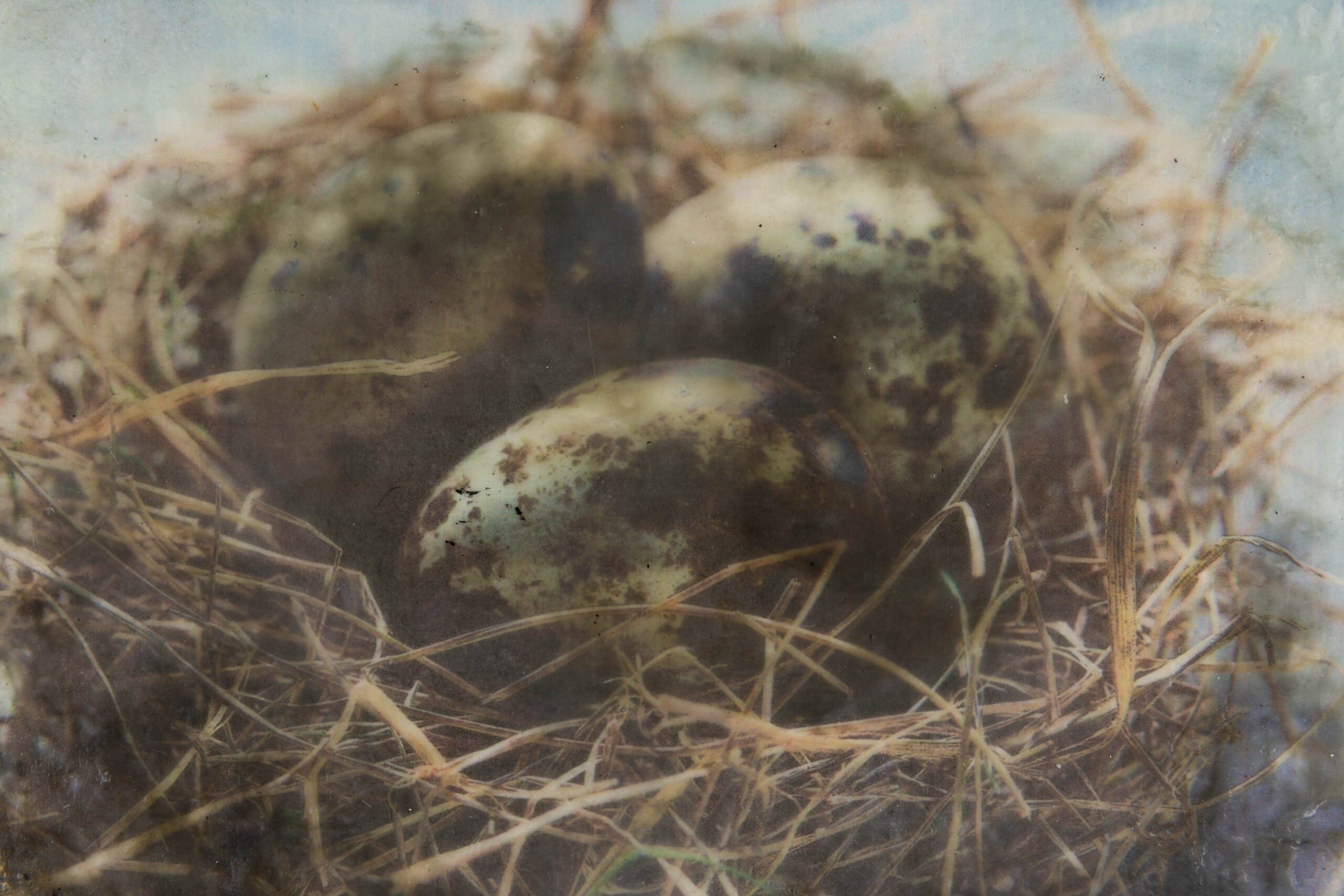 In The Nest