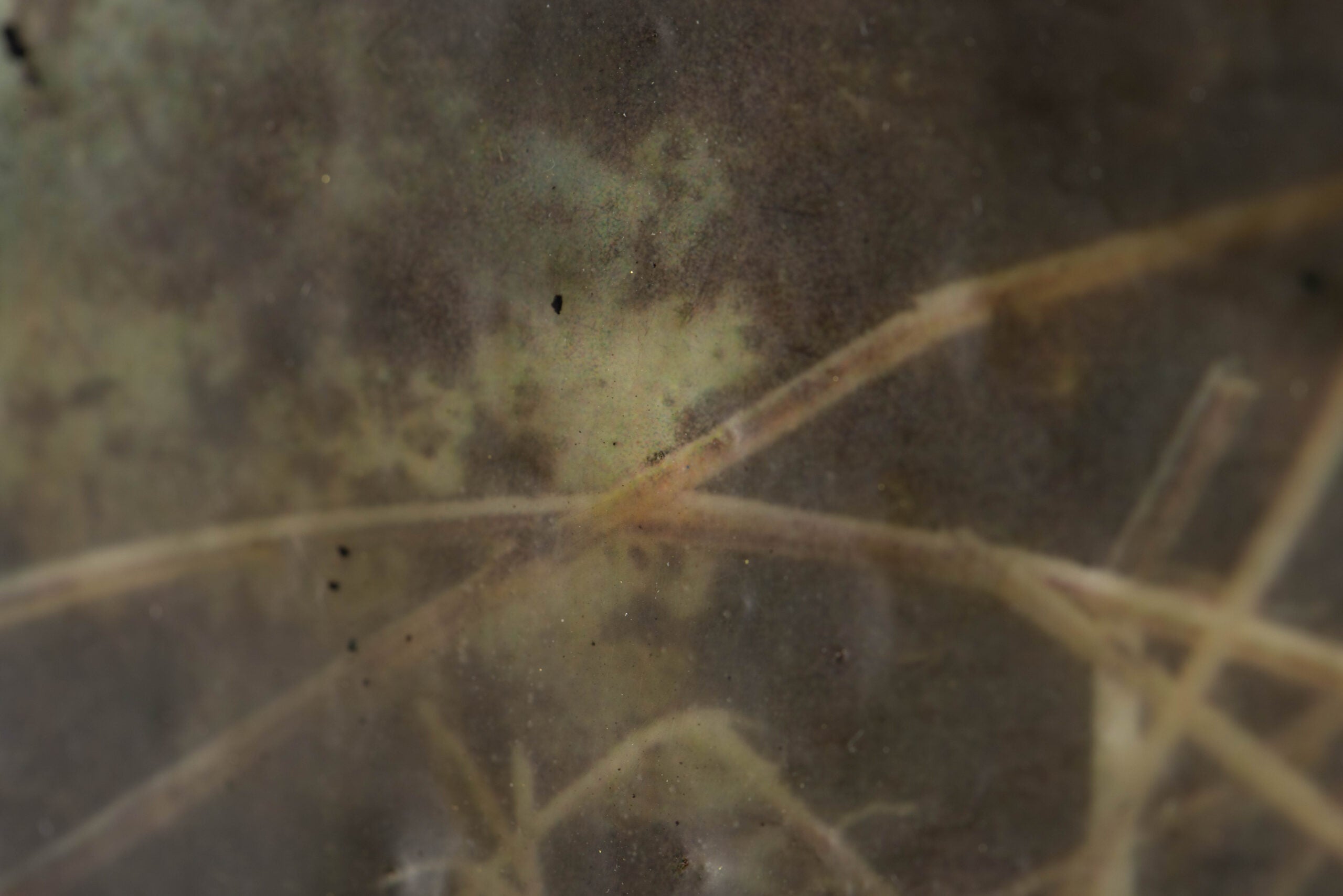 In The Nest