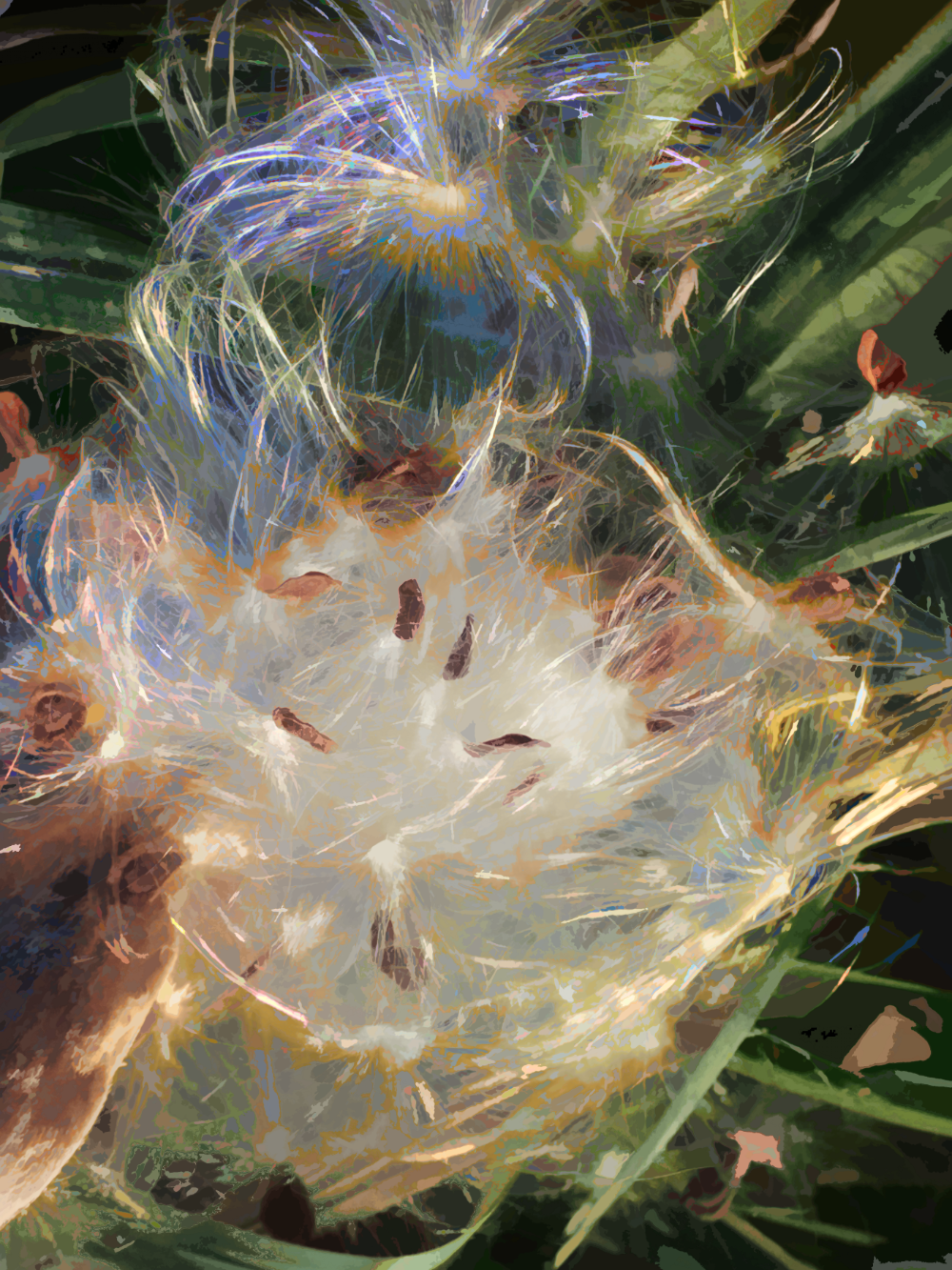 Milkweed Taking Flight