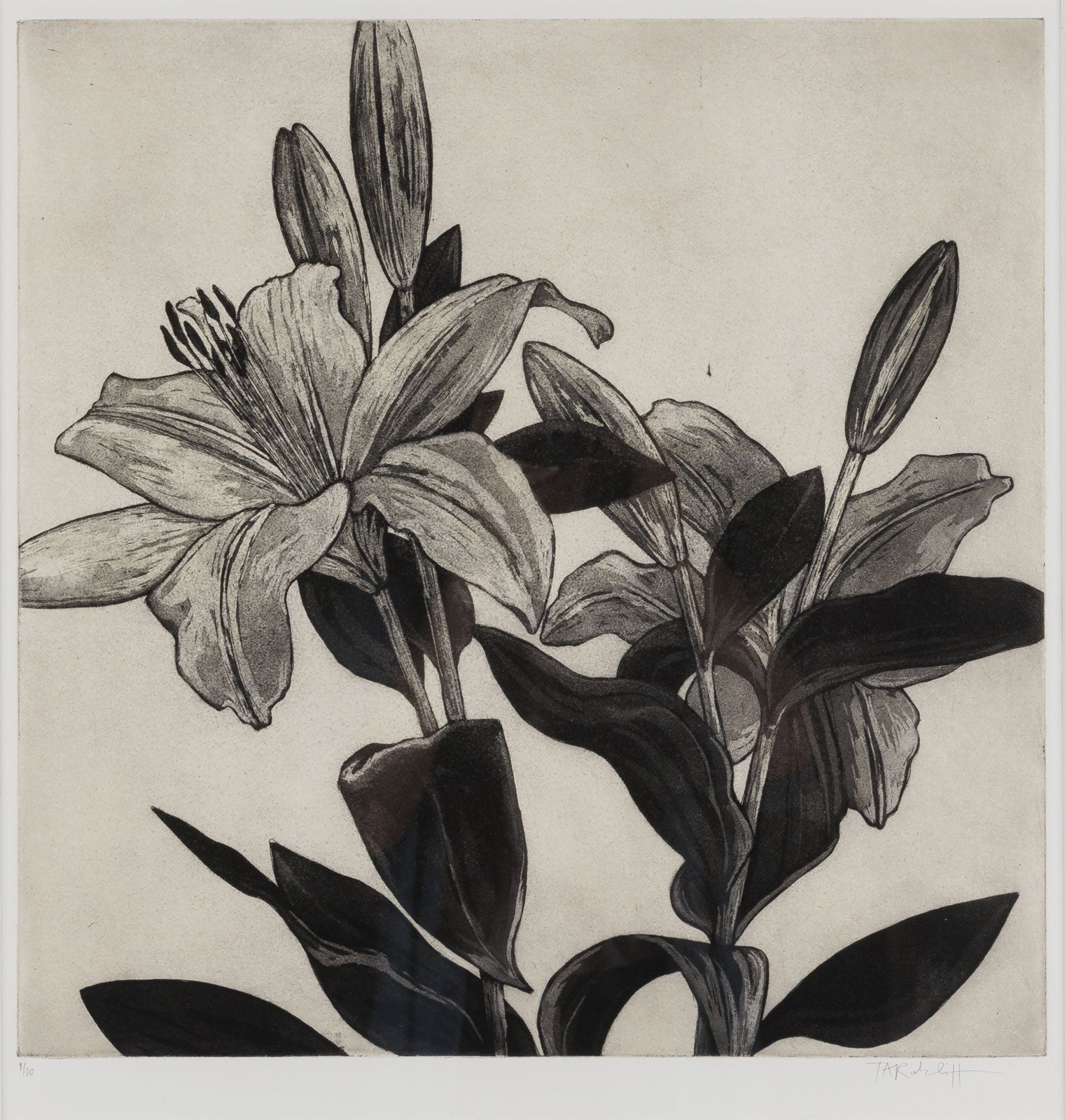 White Lily