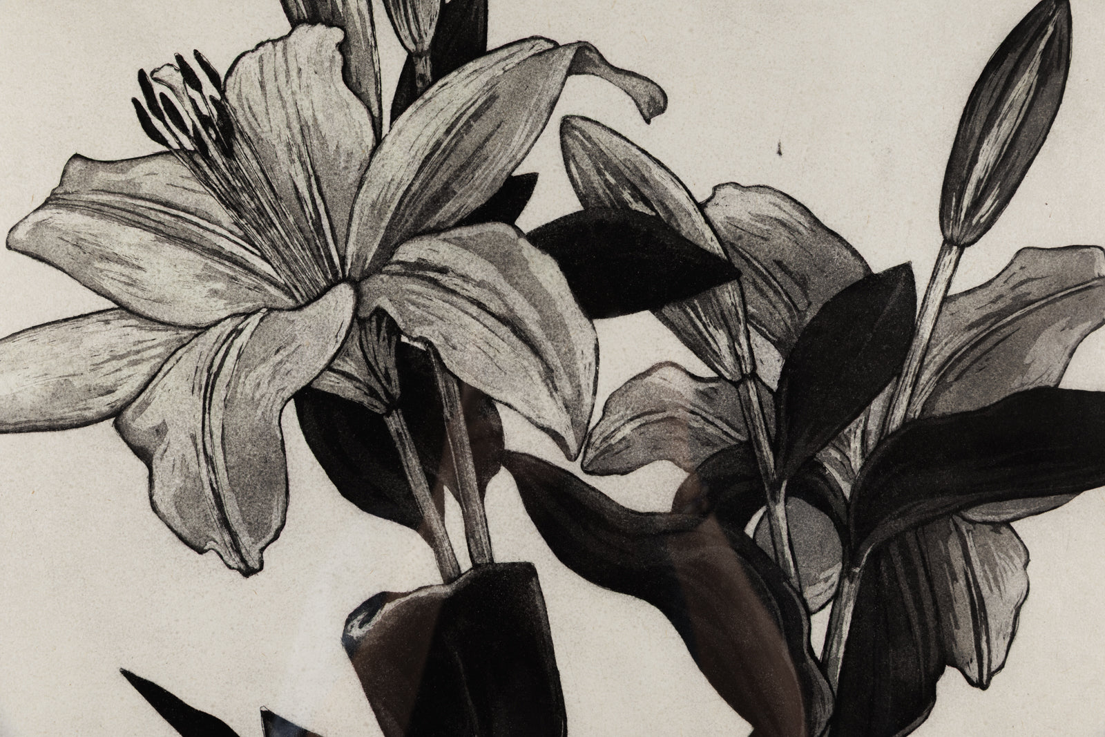 White Lily