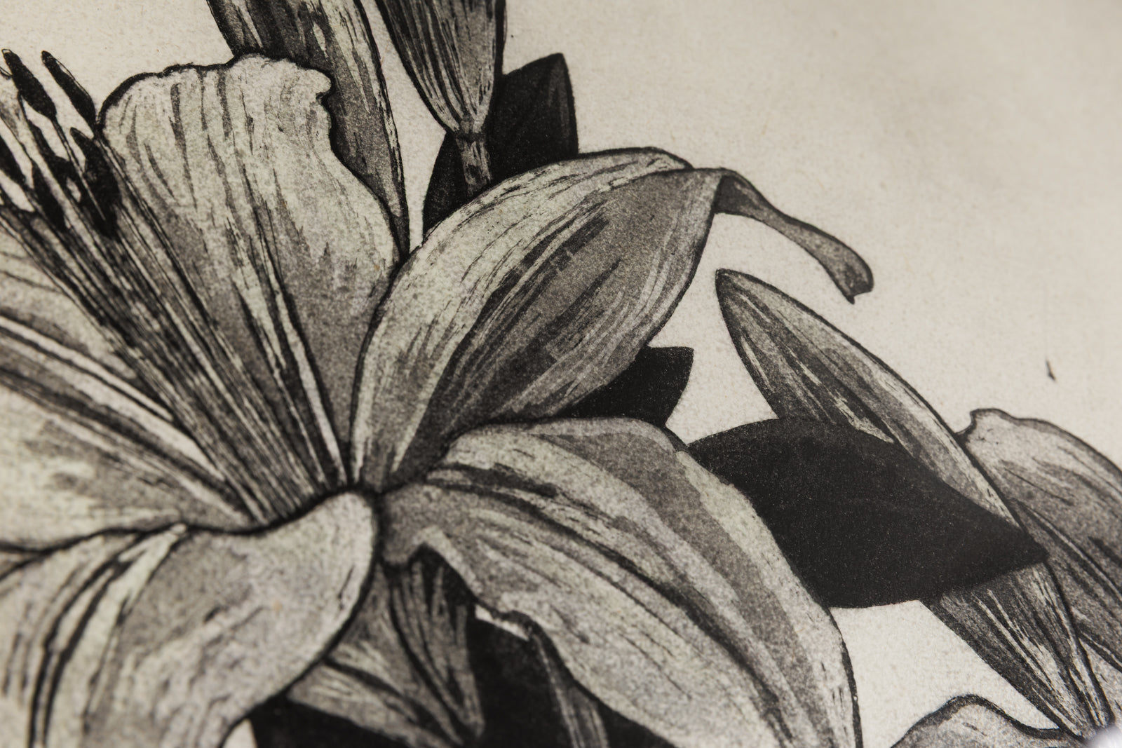 White Lily