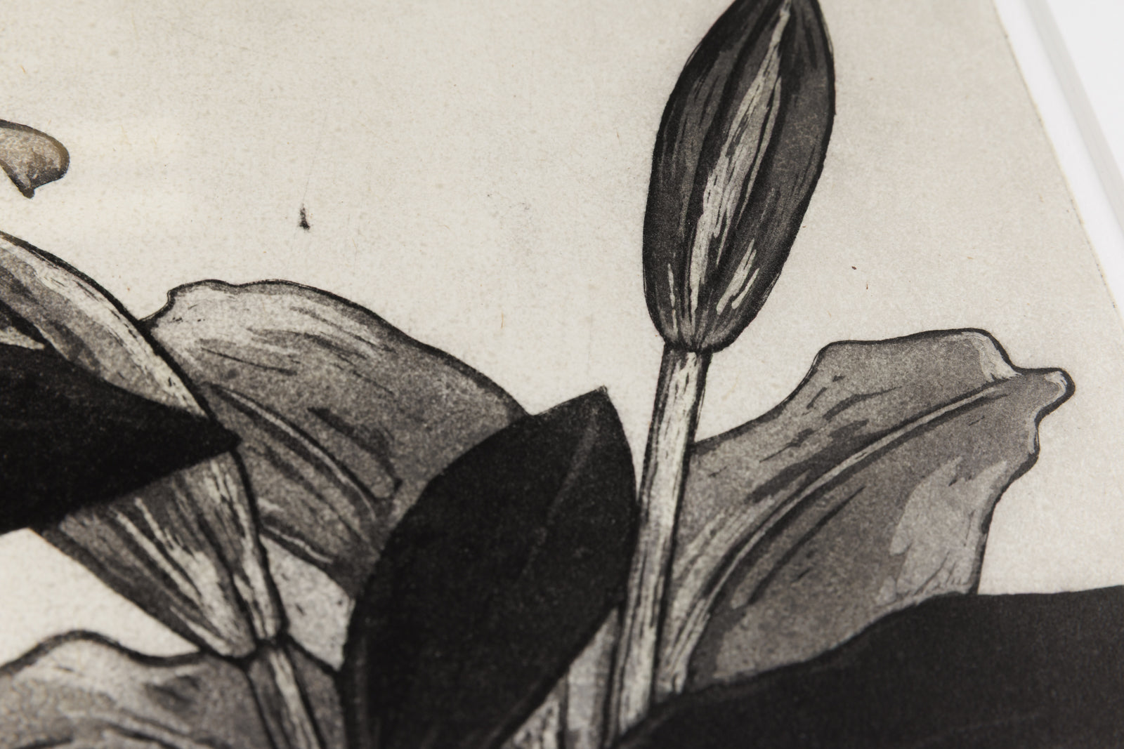 White Lily