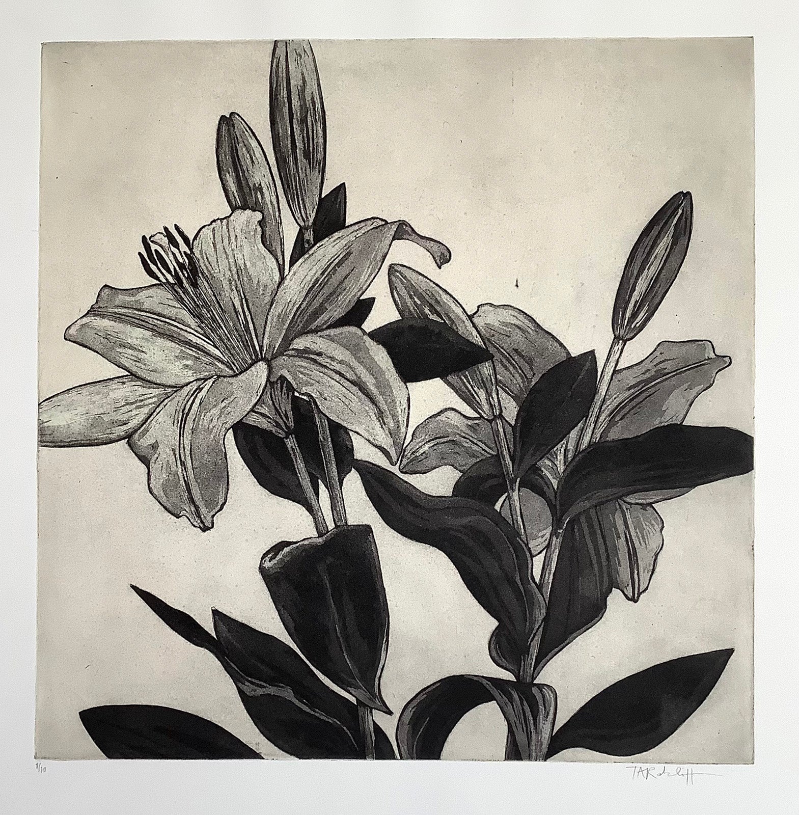 Floral “White Lily” by Tammy Ratcliff – etching with chine colle.
