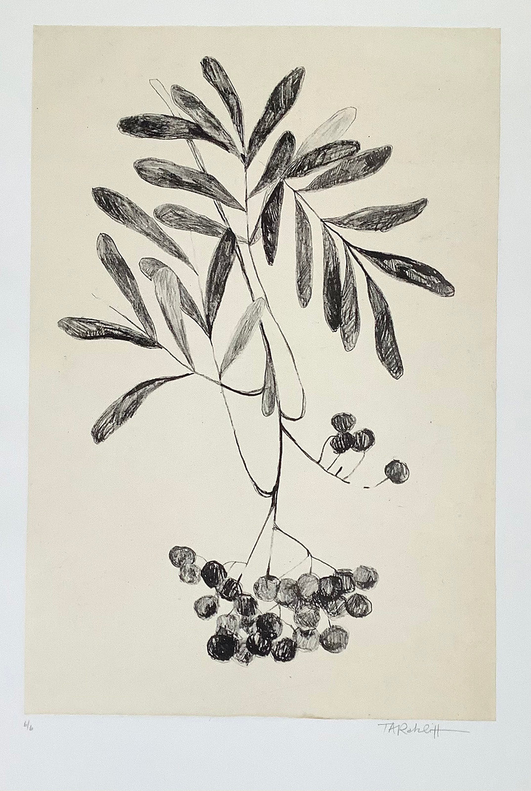 Nature “Mountain Ash Berries I” by Tammy Ratcliff – lithography with chine colle.