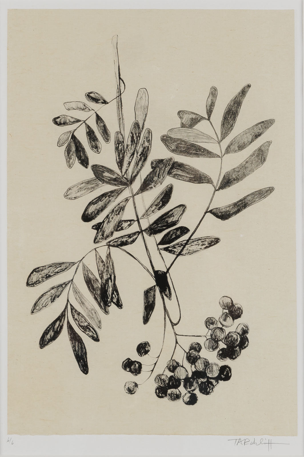 Mountain Ash Berries II