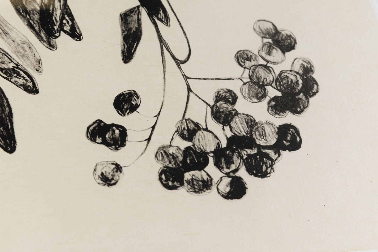 Mountain Ash Berries II