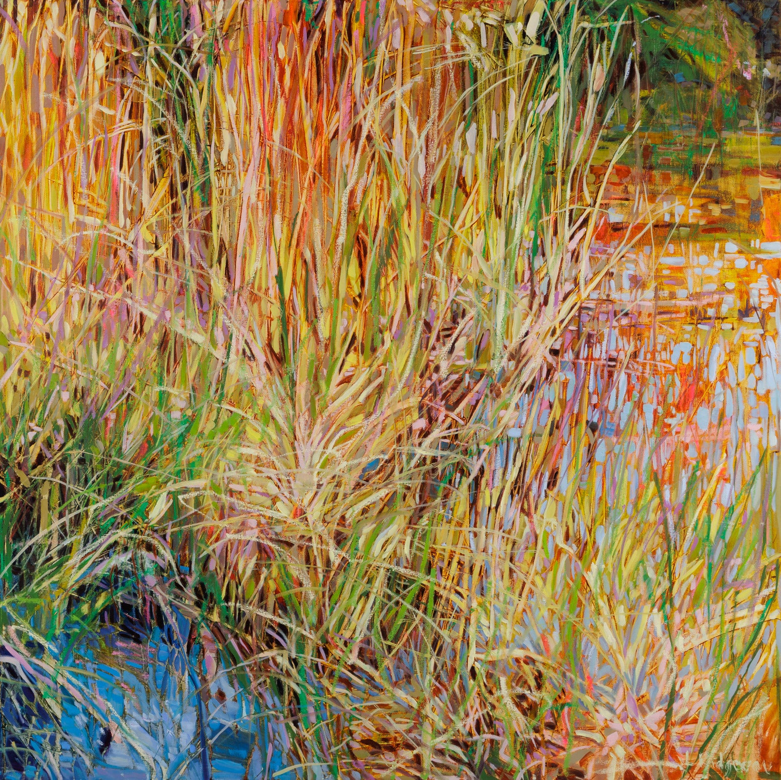 Splendour In The Grass