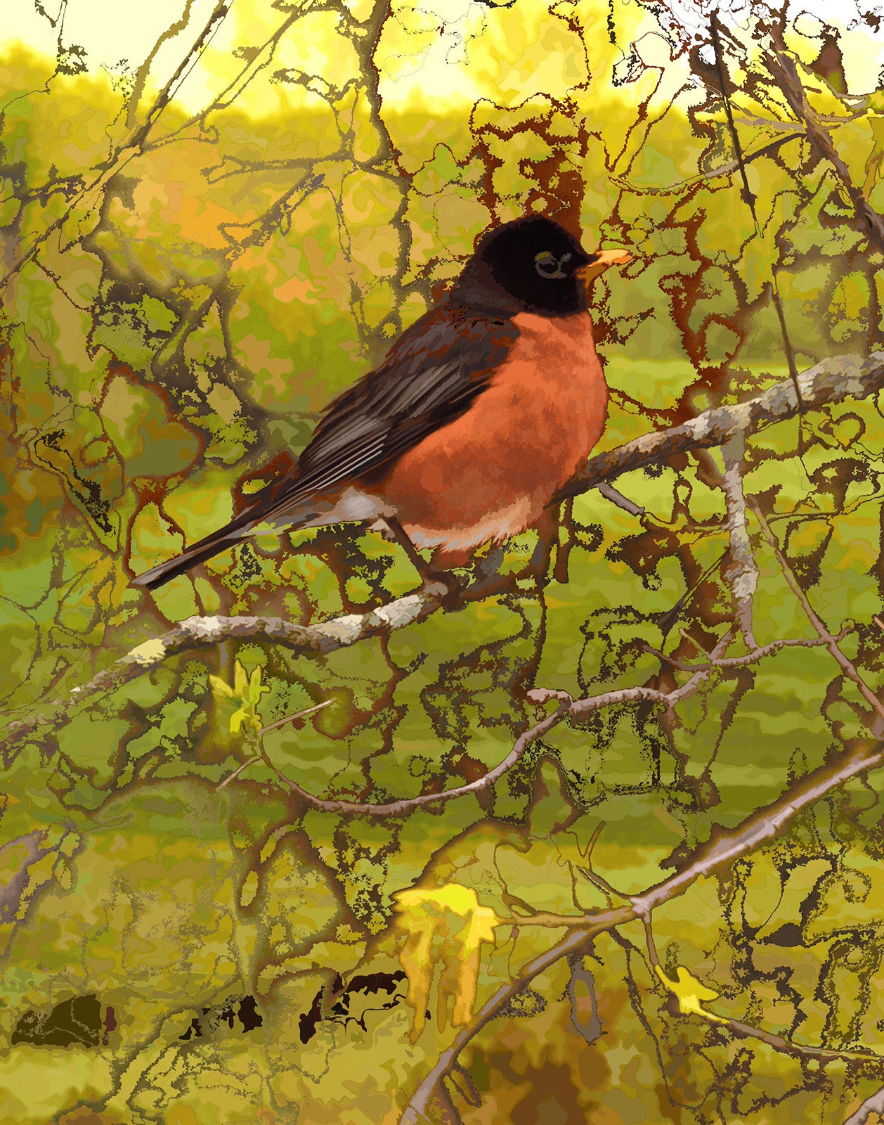 Robin