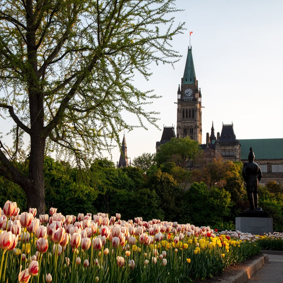 Ottawa “Sunset Tulips Peace Tower View” by Ottawa – offset print on canvas.