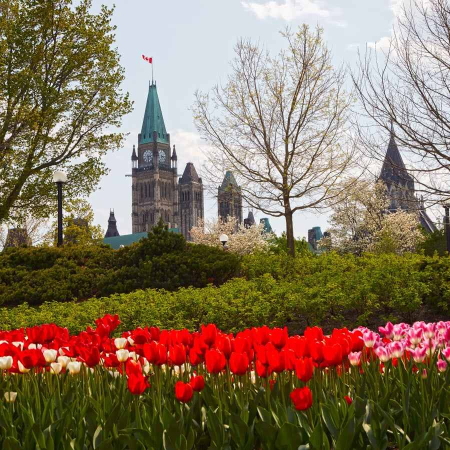 Ottawa “Tulips By The Peace Tower” by Ottawa – giclee on paper.