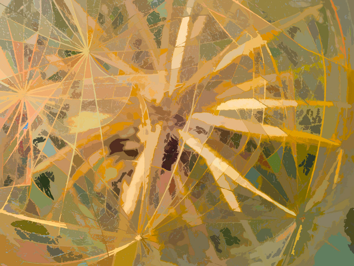 Yellow Goatsbeard #3 by Martin Brooks - Nature, Digital Print on Paper