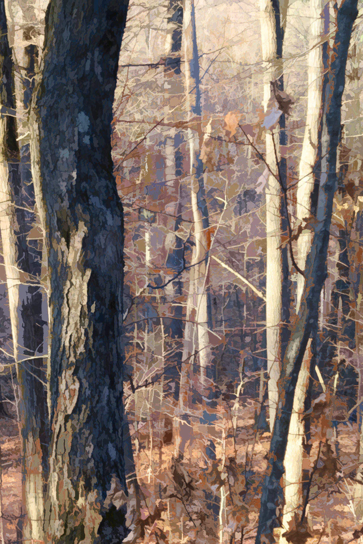 Landscape “Forest Light #3” by Martin Brooks – digital print on paper.