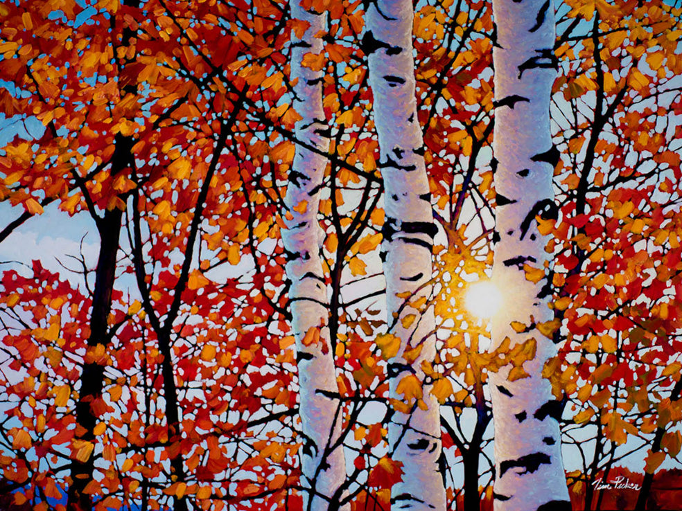 Landscape “Golden Light Algonquin SPO” by Tim Packer – giclee on canvas.
