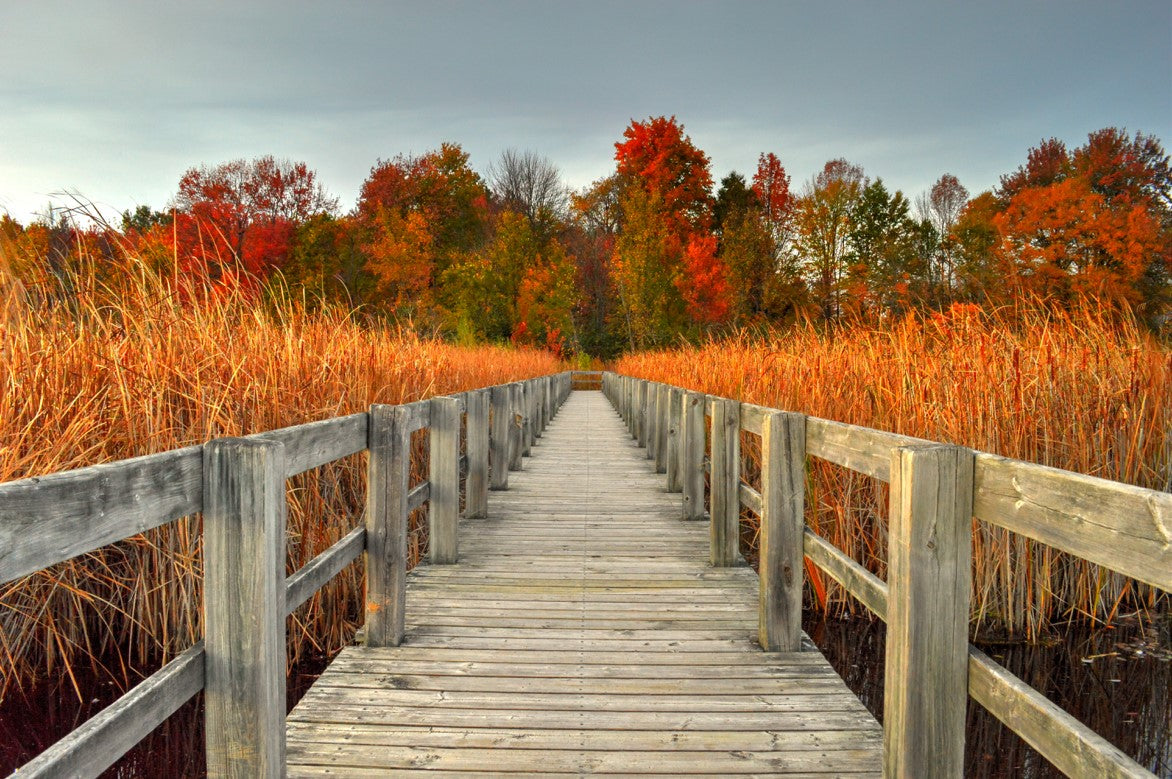 Landscape “Mer Bleue Golden Boardwalk” by Mark Hogan – giclee on canvas.