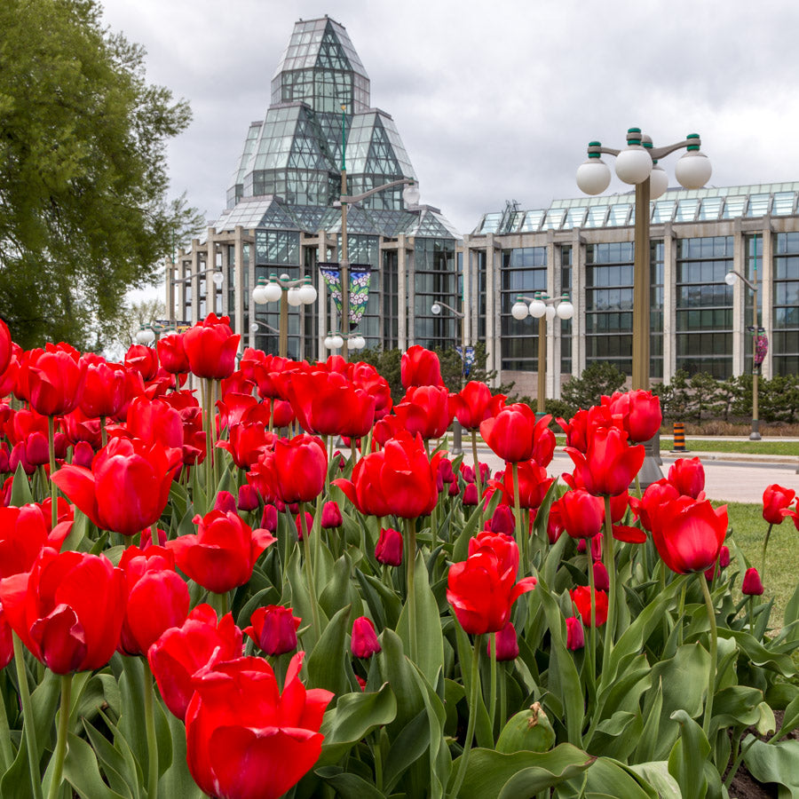Cityscape “Red Tulips National Gallery” by Ottawa – giclee on paper.