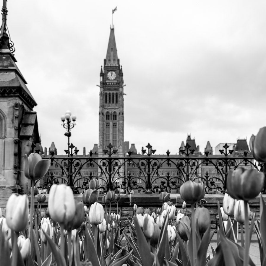 Cityscape “Tulips By Parliament BW” by Ottawa – giclee on paper.